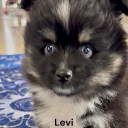 Levi - Black and white male Pomsky puppy in Long Grove, Illinois from Windy City Pomsky