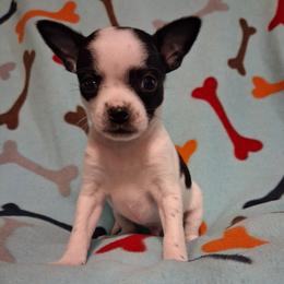 Elijah - Black and white male Chihuahua puppy in Branford, Florida from Mbjs Doxies and chihuahuas