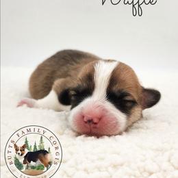 Waffle - Red male Pembroke Welsh Corgi puppy in Cameron, North Carolina from Butts Family Corgis
