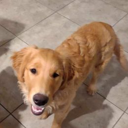 Golden Retriever Puppies from Golden Star Ranch
