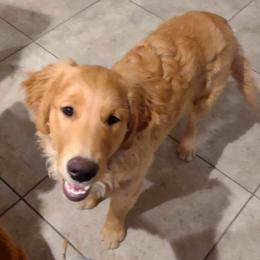 Golden Retriever Puppies from Golden Star Ranch