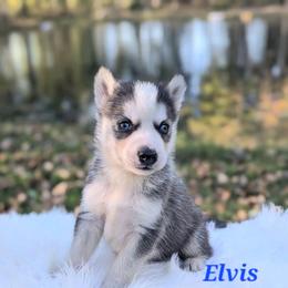 Elvis - Black and white male Siberian Husky puppy in Hebron, Kentucky from Glacier Run Huskies