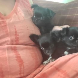Chihuahua Puppies from Elegant Exotic Chihuahua's