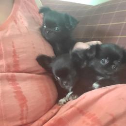 Chihuahua Puppies from Elegant Exotic Chihuahua's