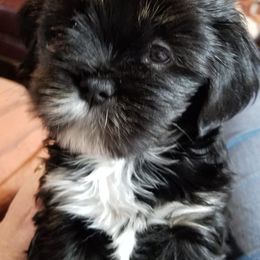 Lhasa Apsos from Golden Tu Lhasa Apso