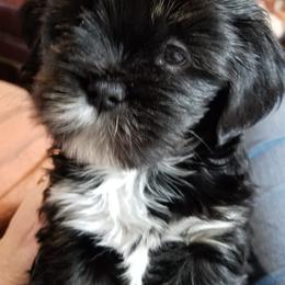 Lhasa Apsos from Golden Tu Lhasa Apso