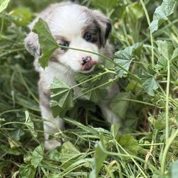 Girl 4 - Blue merle female Miniature Australian Shepherd puppy in Menifee, California from Fisher Farm