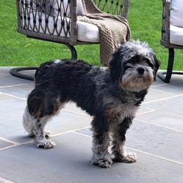 Raya - Cavapoo