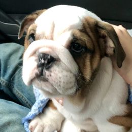 Bulldog Puppies from Jodi's Bulldogs