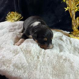 Black tri 4 - Black tri-color male Australian Shepherd puppy in Loganville, Georgia from Howell Aussies