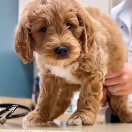 Bernedoodle and Goldendoodle Puppies from Lings Legacy Doodles