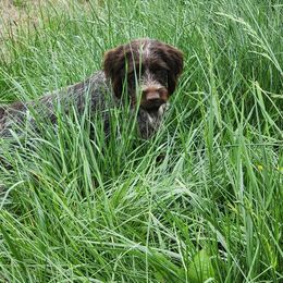 Boy 1 - male Wirehaired Pointing Griffon puppy in Georgia from Kamiah Kennels