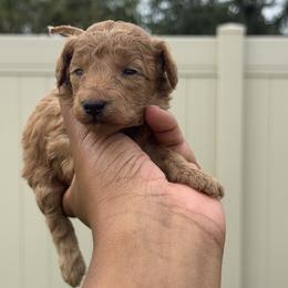 Elsa - Red  female Poodle puppy in Deltona, Florida from Poodles by CNC