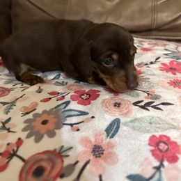 Betty - Chocolate and tan female Dachshund puppy in Park Hill, Oklahoma from Lakeview Dachshunds