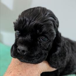Yellow boy - Black male Cocker Spaniel puppy in Hernando, Florida from Blackwater Kennel