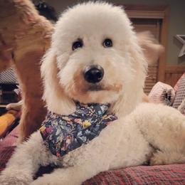 RUTH - Goldendoodle