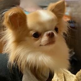 Max - Chihuahua
