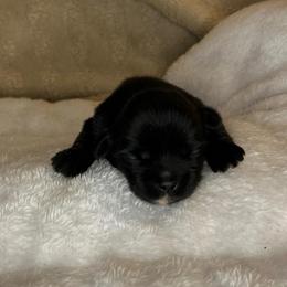 Maggie - Black female Shih Tzu puppy in Reading, Michigan from You Little Shih-tzu’s 😊