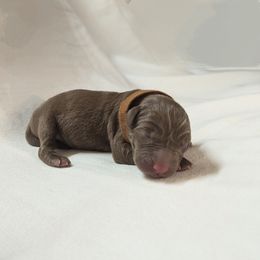 Dilute Retriever and Labrador Retriever Puppies from LC Hunting Labs, LLC.