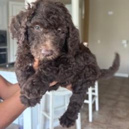 Fudge - Chocolate male Labradoodle puppy in Houston, Texas from Lovely Labradoodles