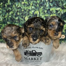 Bernedoodles and Cockapoos from The Pooch Palace LLC