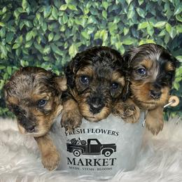 Bernedoodles and Cockapoos from The Pooch Palace LLC