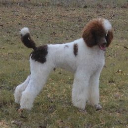 Ricky - Poodle