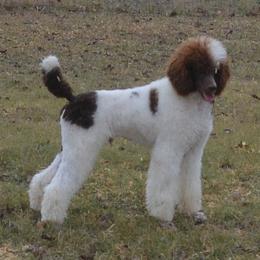 Ricky - Poodle