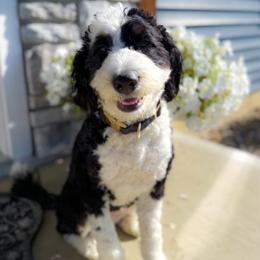Autumn - Bernedoodle
