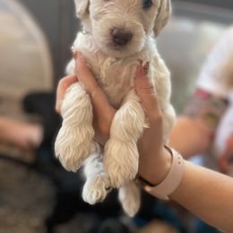 Goldendoodle Puppies from Fluff Puff Doodles