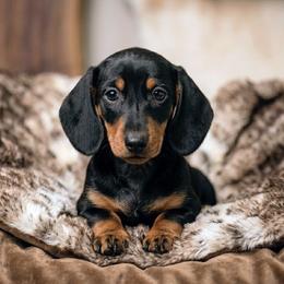 Thomas - Black and tan male Dachshund puppy in Jackson, Tennessee from BlackPine Kennels