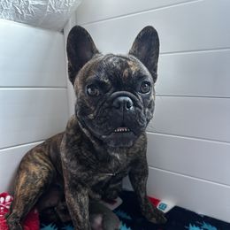 Ninja - French Bulldog