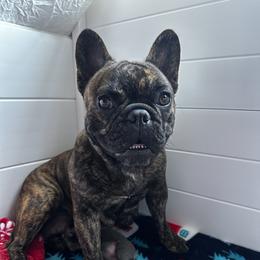 Ninja - French Bulldog