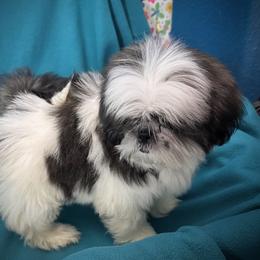 Shih Tzu Puppies from T-Amore Shih Tzu