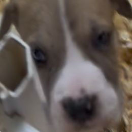 Ernst - brown collar - Fawn male Great Dane puppy in Prosperity, South Carolina from Windy Knoll Great Danes