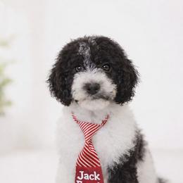 Jack frost - Parti male Goldendoodle puppy in Orange Park, Florida from Evergrace Farm Doodles