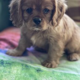 Cavalier King Charles Spaniel, Cavapoo, and Poodle Puppies from Melissa's East End Cavaliers