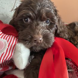 Australian Labradoodle Puppies from Wild Daisy Labradoodles