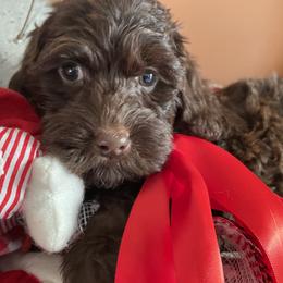 Australian Labradoodle Puppies from Wild Daisy Labradoodles