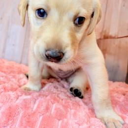 Purple Collar Yellow Female - Yellow female Labrador Retriever puppy in Gainesville, Georgia from Rucker Retrievers