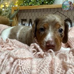 Jovie - Dapple female Dachshund puppy in Fayetteville, West Virginia from Loop Creek Dachshunds