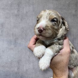Whiskey - Red merle male Aussiedoodle puppy in Clarkston, Washington from Aussiedoodle palace