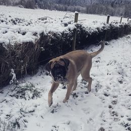 Mastiff All Grown Up from Temblor Mastiffs