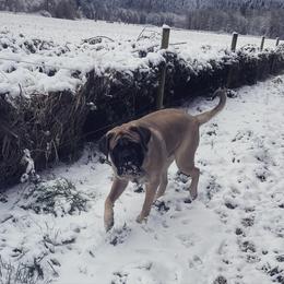 Mastiff All Grown Up from Temblor Mastiffs