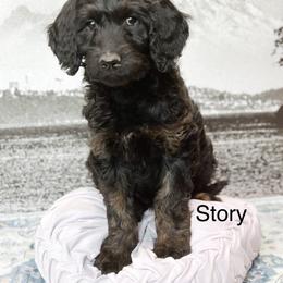 Story - Phantom female Goldendoodle puppy in Pasco, Washington from Camp Doodle Woods