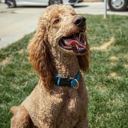 Chief  - Poodle