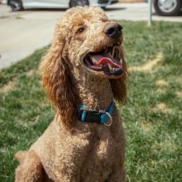 Chief  - Poodle