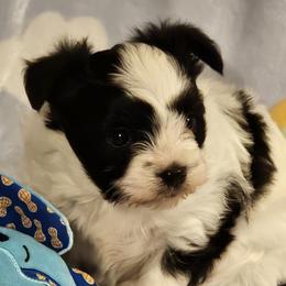 Drew - Black and white male Companion Cross puppy in Fulton, Missouri from Papillon Love