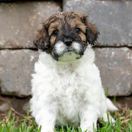 Blu - Tri-color male Cavapoo puppy in Gurdon, Arkansas from Franklin Ranch Pups