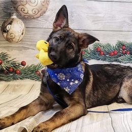 German Shepherds from RoseHaven Kennel